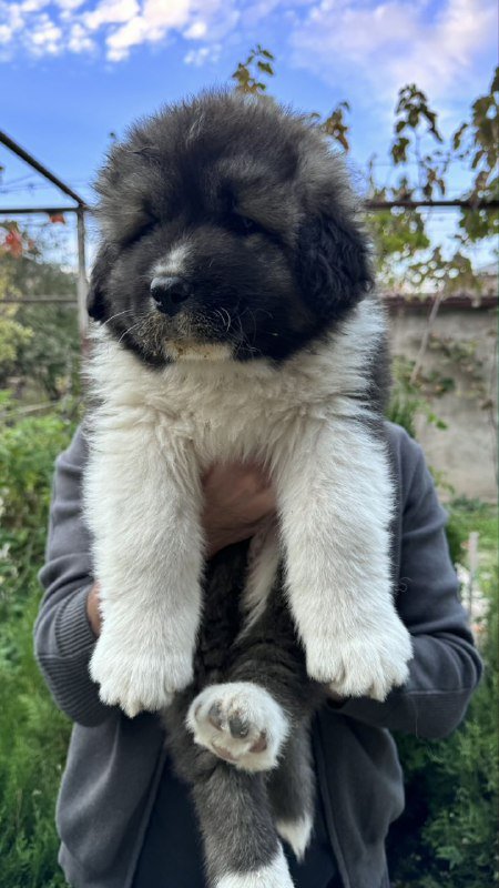 Щенки кавказской овчарки сертифицированные 4