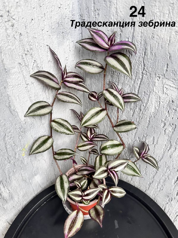 Комнатные растения: традесканция, мини-хризантемы, авокадо, Phalaenopsis mini 5