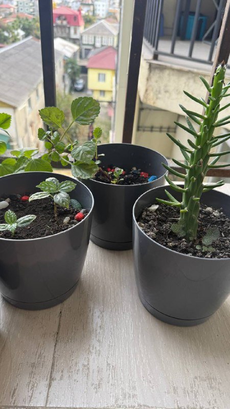 Комнатные растения в горшках 3