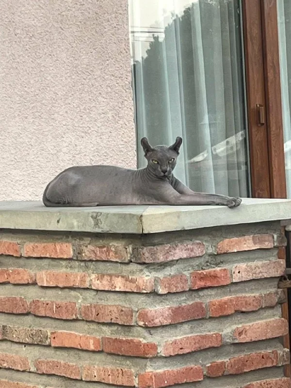 Кошка Мау