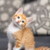 Котята Мэрри и Пипин 2