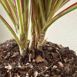 Комнатные растения: фикус, кротон, монстера, драцена 7