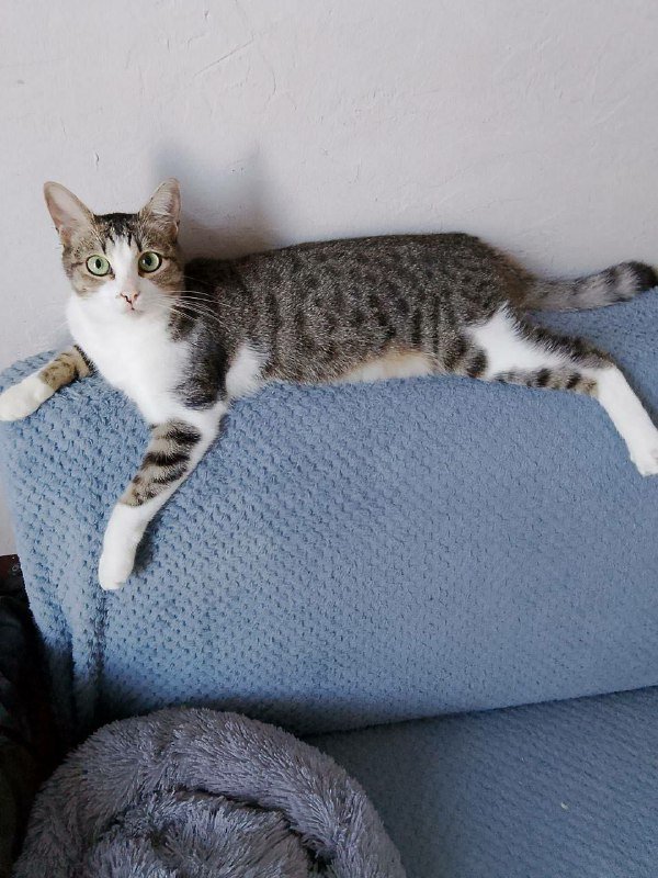 Кошка Сабрина ищет дом 4