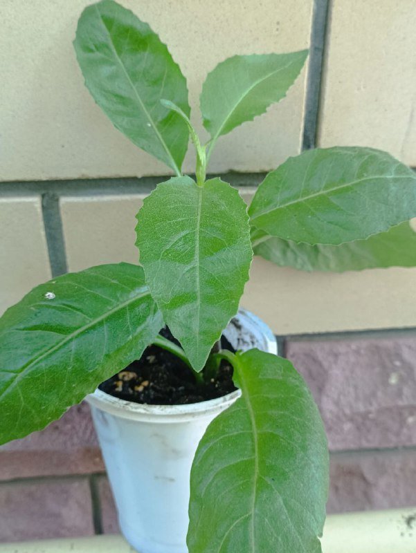 Фикус, тещин язык 3