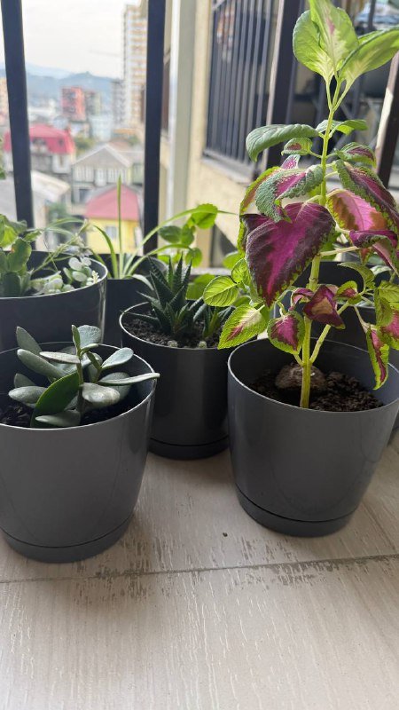 Комнатные растения в горшках 2