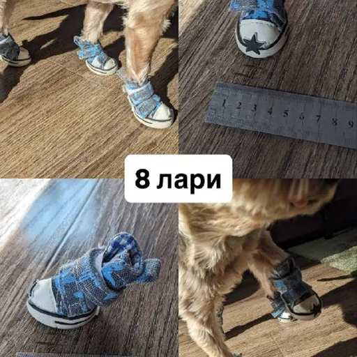 Обувь и носочки для собаки