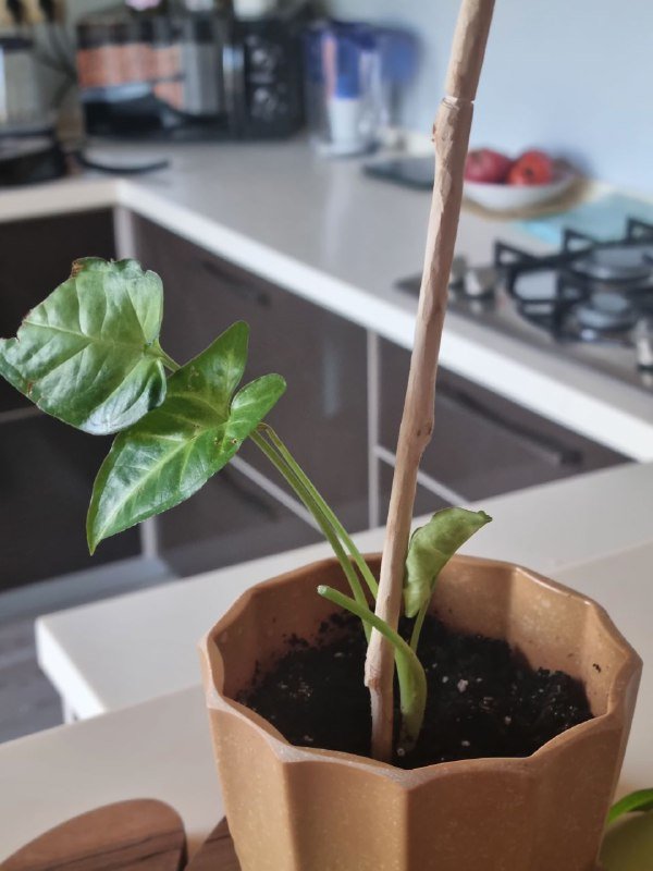 Сингониум, Каланхоэ, горшки, керамзит