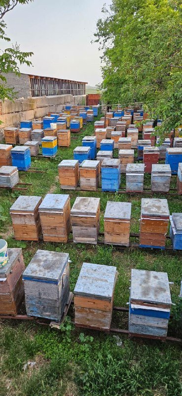 Пчелиная продукция: мёд, забрус, перга, пыльца, маточное молочко, воск, уксус, медовая водка