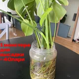 Монстеры, фикусы 3