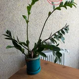 Комнатные растения, монстера, замиокулькас, традесканция, хлорофитум 3