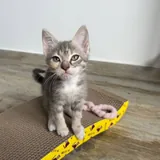 Котёнок Лея 2