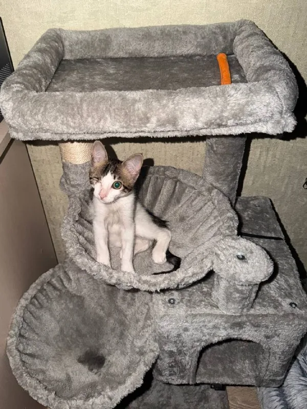 Кошка Сатин 1
