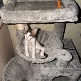 Кошка Сатин 1