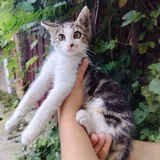 Котёнок Космо 3