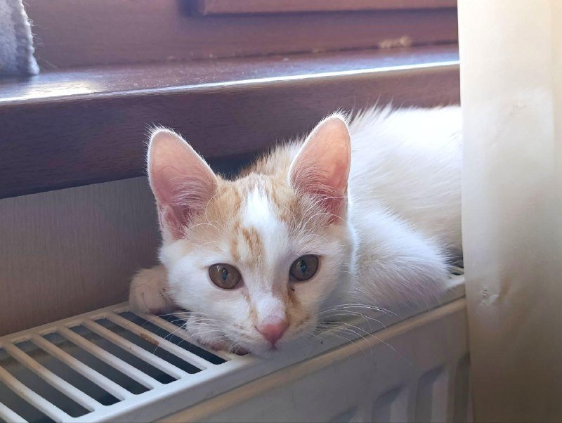 Котенок белый с рыжими пятнышками, 2 месяца