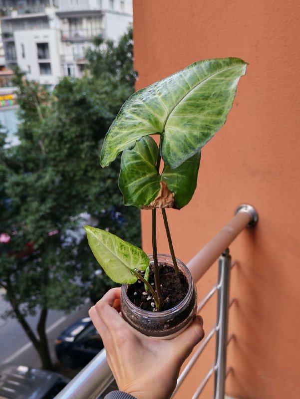 Спатифиллум, Монстера манки, Сингониум 6