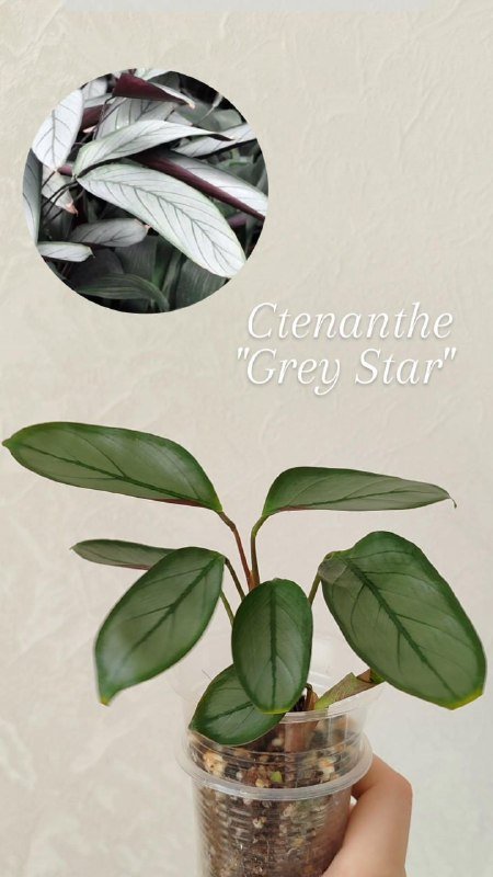 Комнатные растения 5