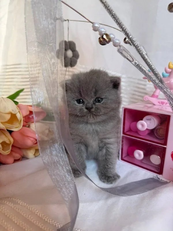 Британские котята 4