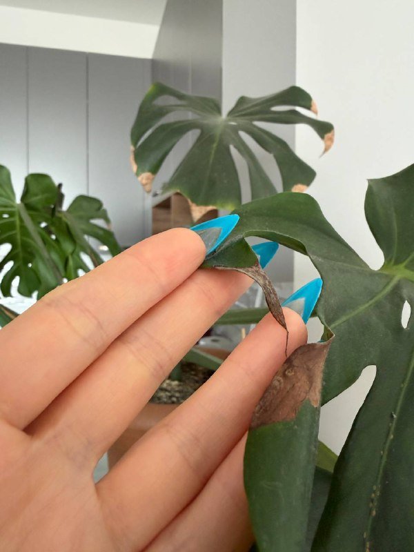 Монстера, компьютерный стул, стол, монитор 8