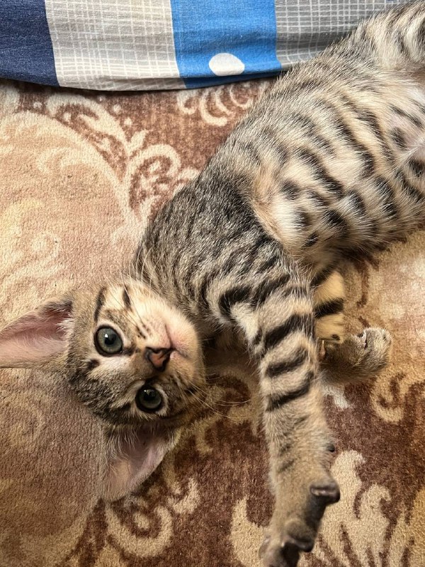 Котёнок Ириска ищет дом