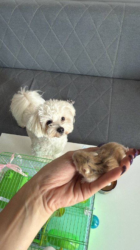 Хомяк с клеткой и опилками 2