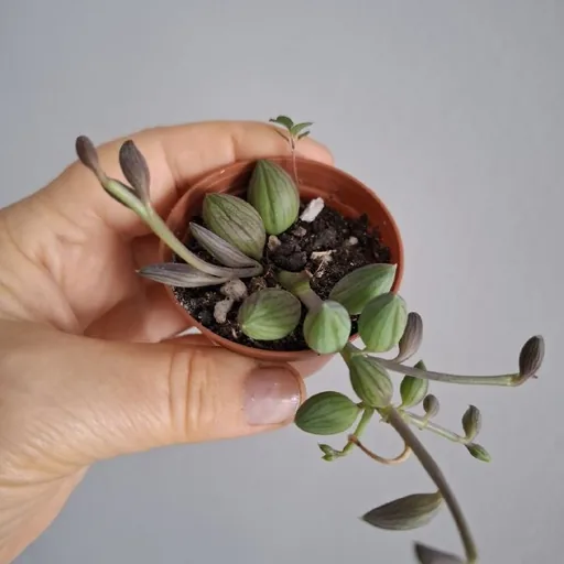 Суккуленты