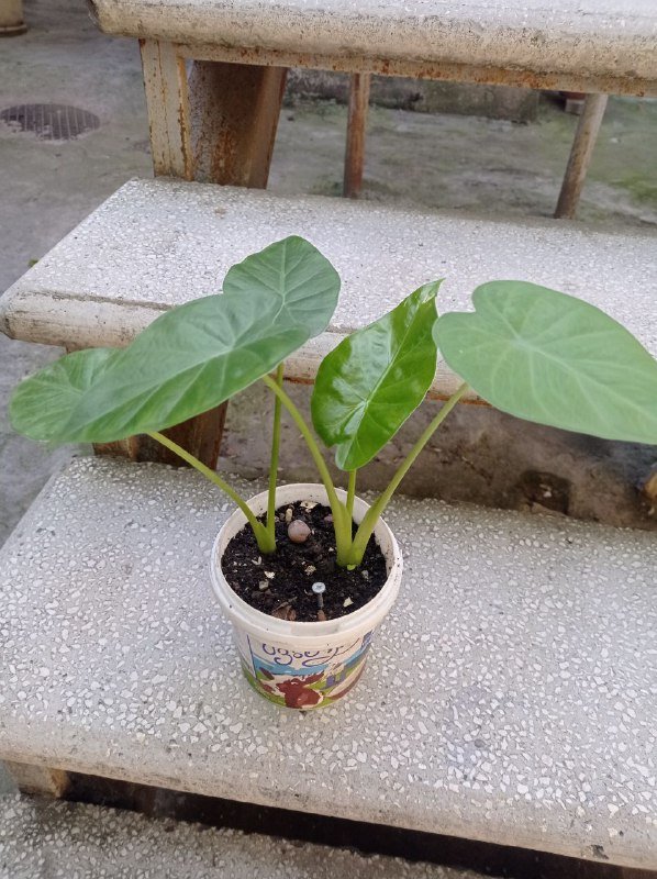 Алоказия с несколькими отростками