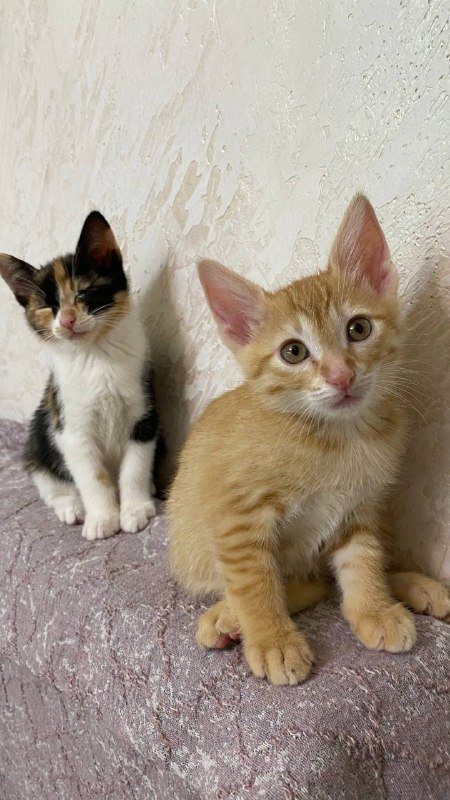 Котята бесплатно в добрые руки