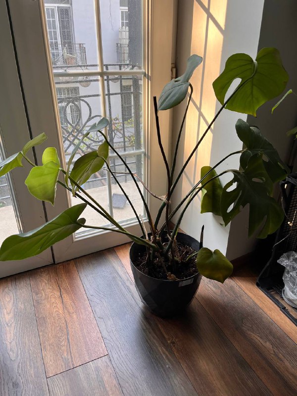 Plants for sale 2