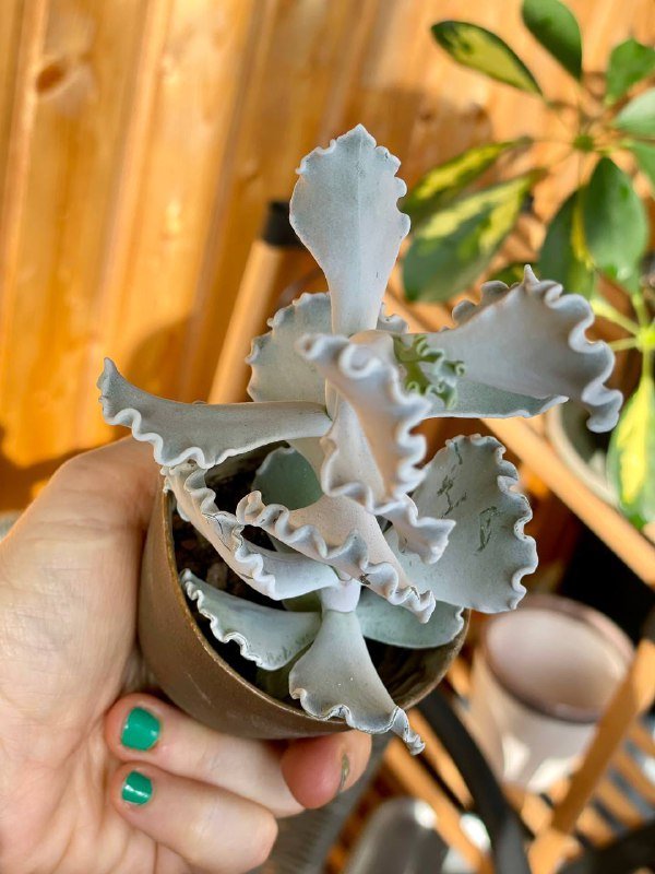 Редкий суккулент с горшочком ручной лепки 3