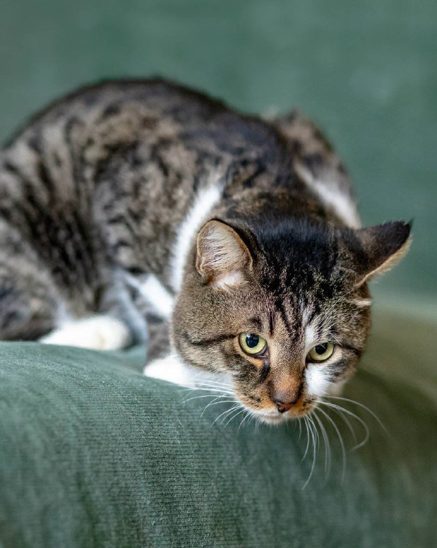 Кот Толик для любви и дома 3