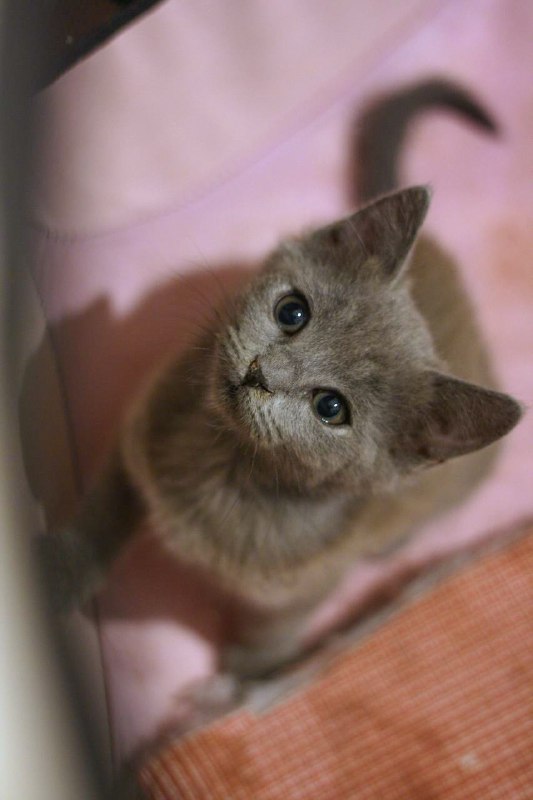 котёнок Иви дымчатый мальчик для дома, около 3 месяцев