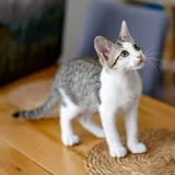 Ася, кошка 3
