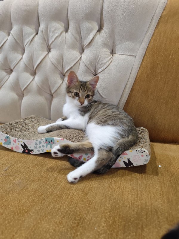 Котята Твиши и Киси в добрые руки