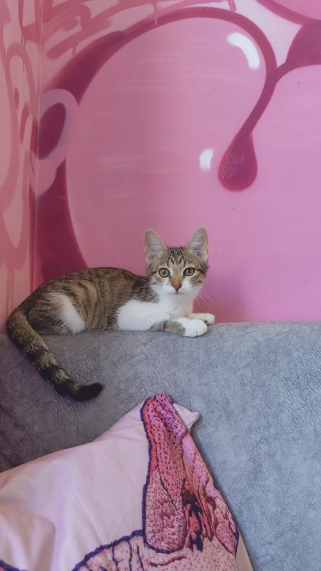 Котята Твиши и Киси в добрые руки 2