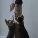 Котята, четыре котенка 6