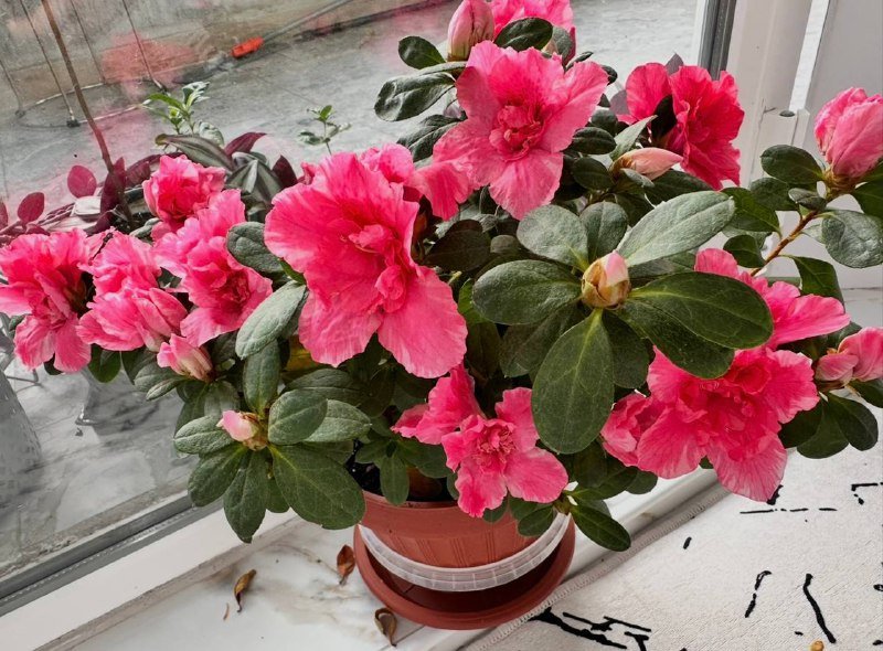 Комнатные растения традесканция зебрина, кофе арабика, цитрусы, авокадо, цикламены, азалия, хризантемы