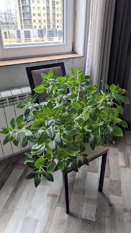 Бальзамин 1