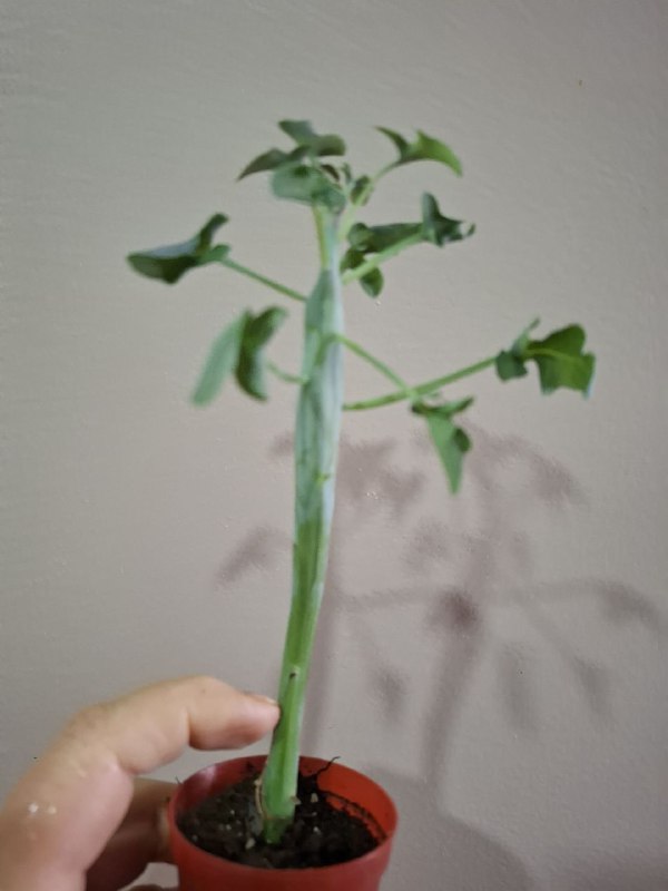 Рассада перцев, суккуленты, сингониум, эхеверия, алоэ, индийский лук 5