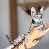 Котенок Эдвард Каллен 3