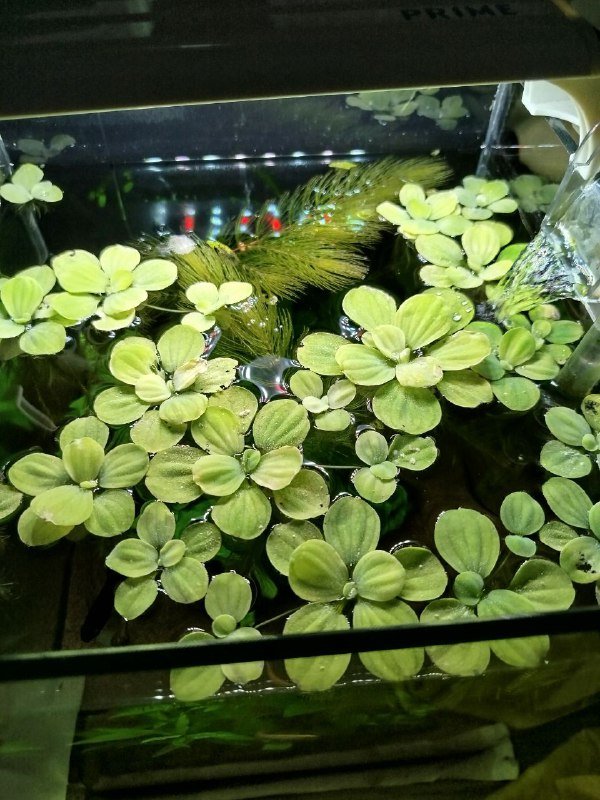 Аквариумные растения