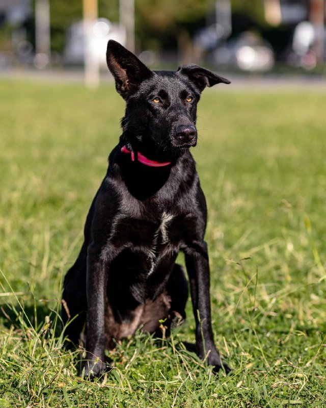 Метиска овчарки для дома 2