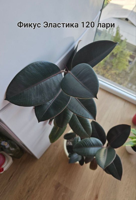 Фикус эластика, Драцена, Денежное дерево Толстянка 1