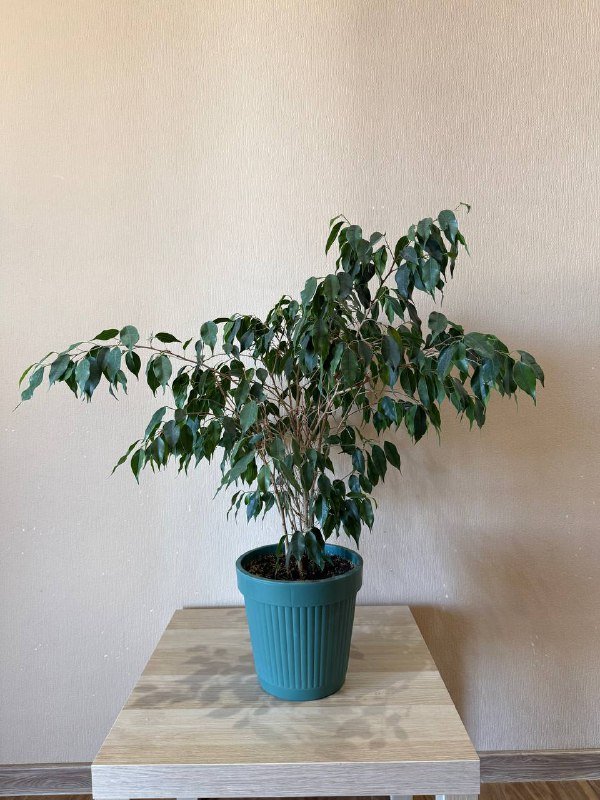 Фикус Бенджамина в горшке