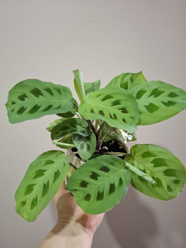 папортник в подвесном горшке, фикус, шеффлера, мини монстера, монстеры 7