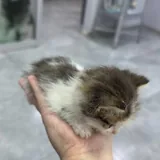 Котенок Шмат 4
