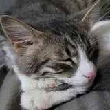 Кошка Белка 7