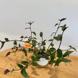 Комнатные растения: тещин язык, суккуленты, фикусы, хлорофитумы, традесканция, хоя, алоказия 3