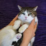 Кошка Бубофина 4