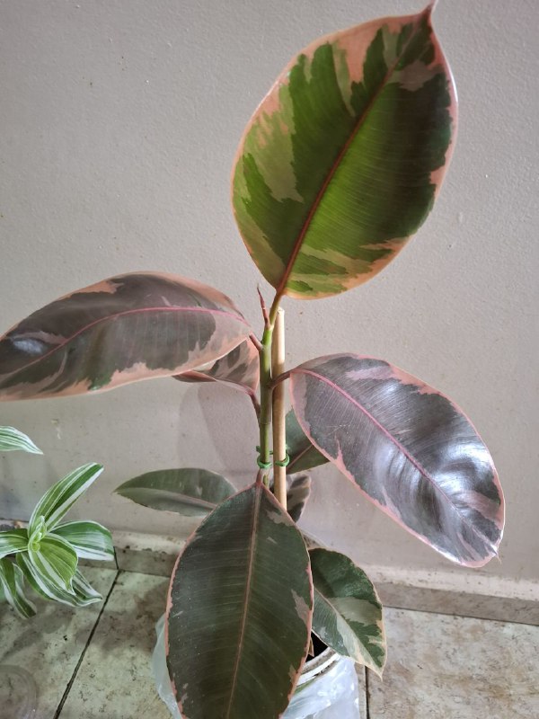 Фикусы, клеродендрум, папоротник, бегония, колеус, традесканция, марана с горшком